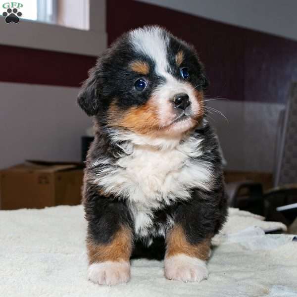 Moana, Bernese Mountain Dog Puppy